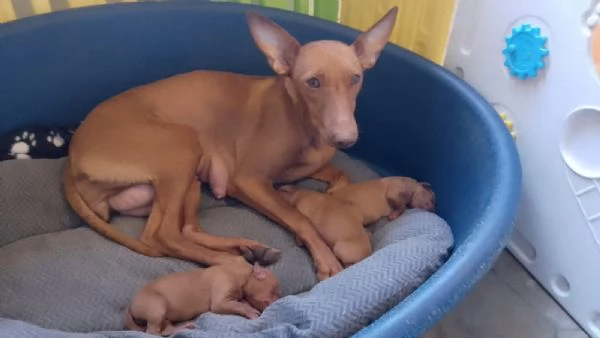 Cuccioli di Cirneco dellEtna con Pedigree | Foto 6