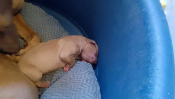 Cuccioli di Cirneco dellEtna con Pedigree | Foto 5