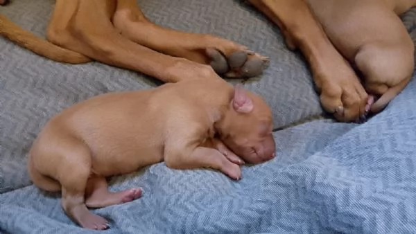 Cuccioli di Cirneco dellEtna con Pedigree | Foto 3