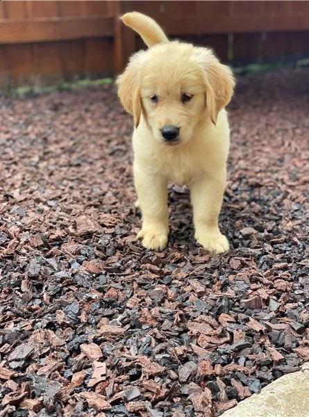 Regalo cucciolo Golden Retriever da Volontario a Arezzo bellissimi