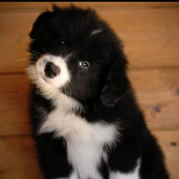 Cuccioli Border Collie 