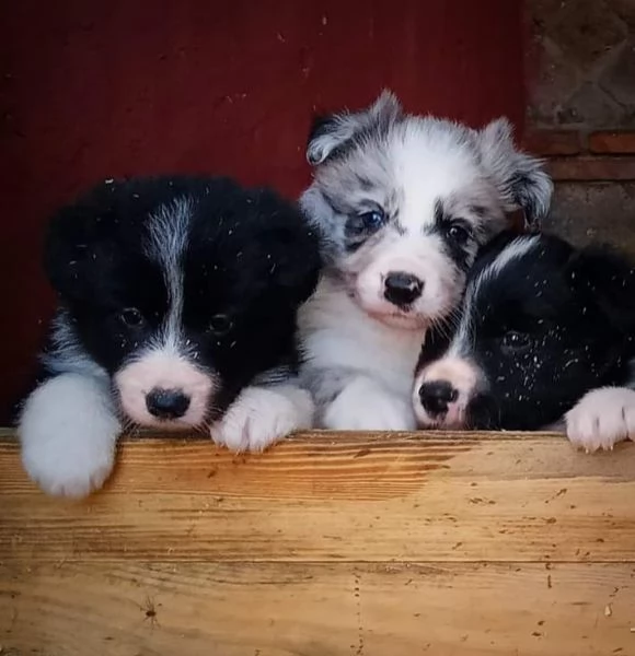 Cuccioli Border Collie  | Foto 1