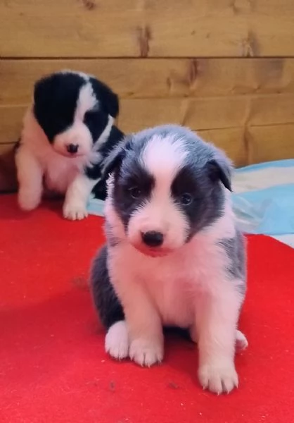 Cuccioli Border Collie  | Foto 0