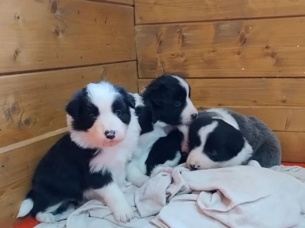 Cuccioli Border Collie 