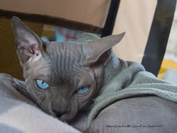 Stallone sphynx per monta | Foto 2