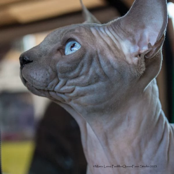 Stallone sphynx per monta | Foto 1