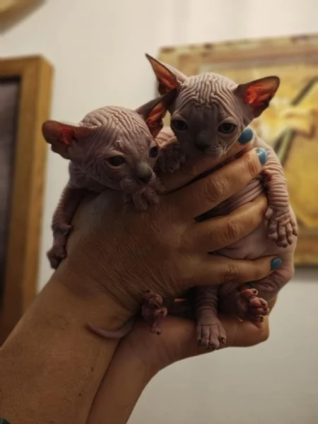 Sphynx cuccioli