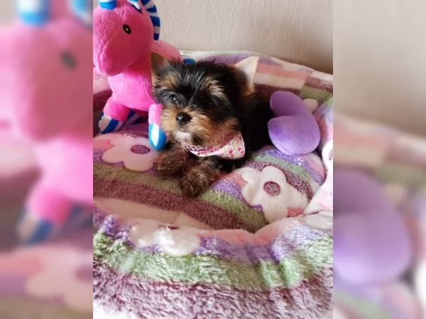 Cuccioli di Yorkshire Terrier Biewer