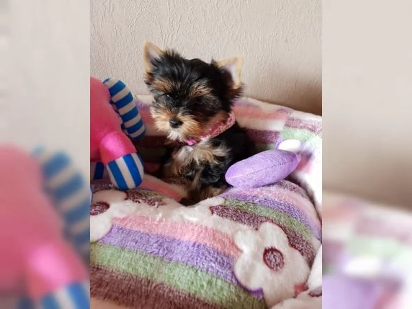 Cuccioli di Yorkshire Terrier Biewer | Foto 0