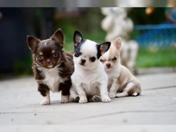 Cuccioli di chihuahua con pedigree cercano casa