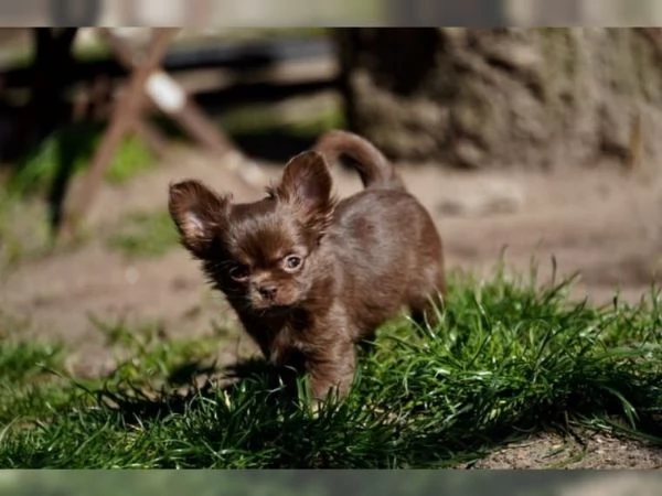 Cuccioli di chihuahua con pedigree cercano casa | Foto 0