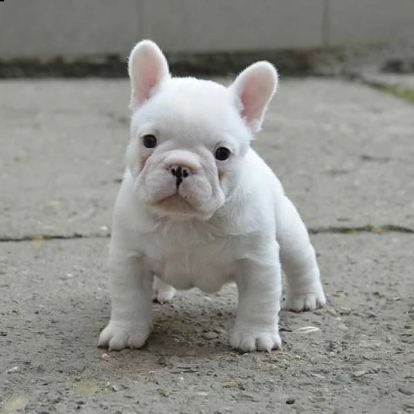  bellissimi cuccioli di bulldog francese