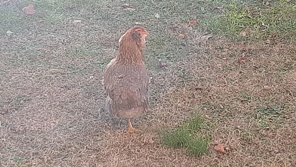 Gallina Araucana 