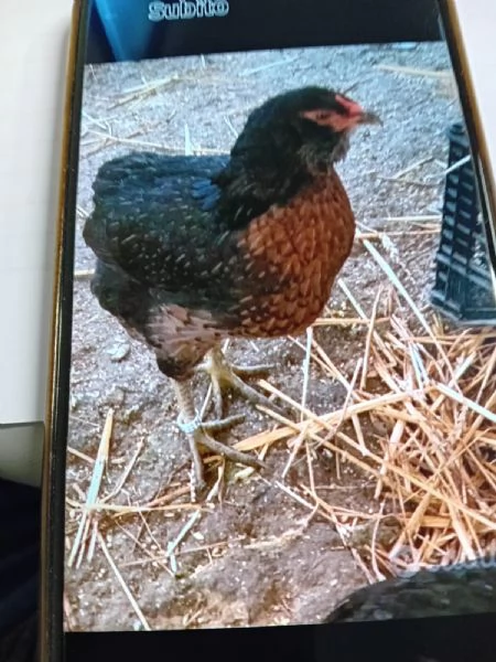 Gallina Araucana  | Foto 0