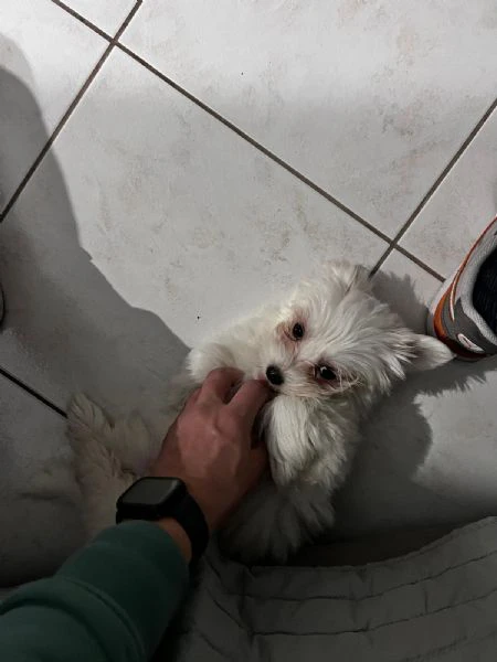 Cuccioli di maltese  | Foto 2