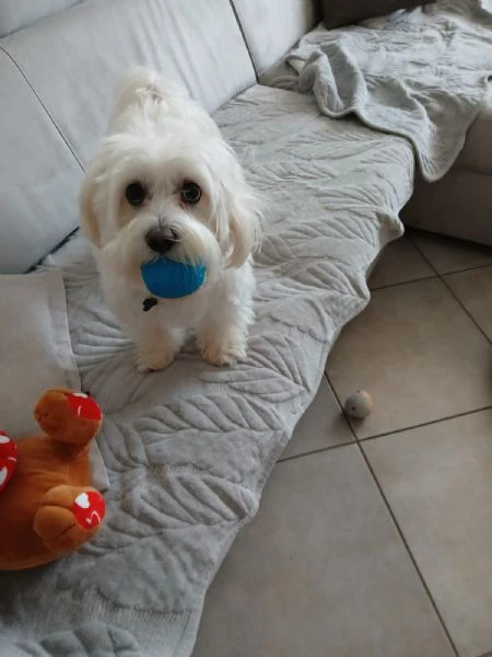 Cuccioli di maltese  | Foto 1