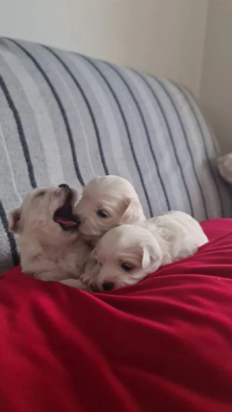 Cuccioli di maltese  | Foto 0