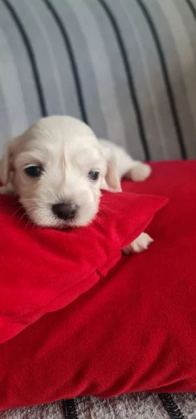 Cuccioli di maltese 