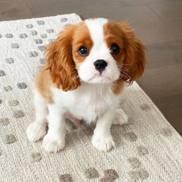 Allevamento Cavalier King Charles Spaniel - Animali In vendita a Cuneo