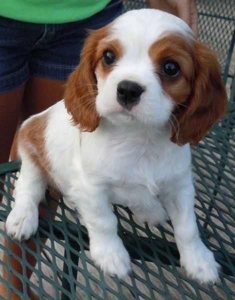 Vendita Cavalier King Cuccioli da Allevamento - FotoCuccioli