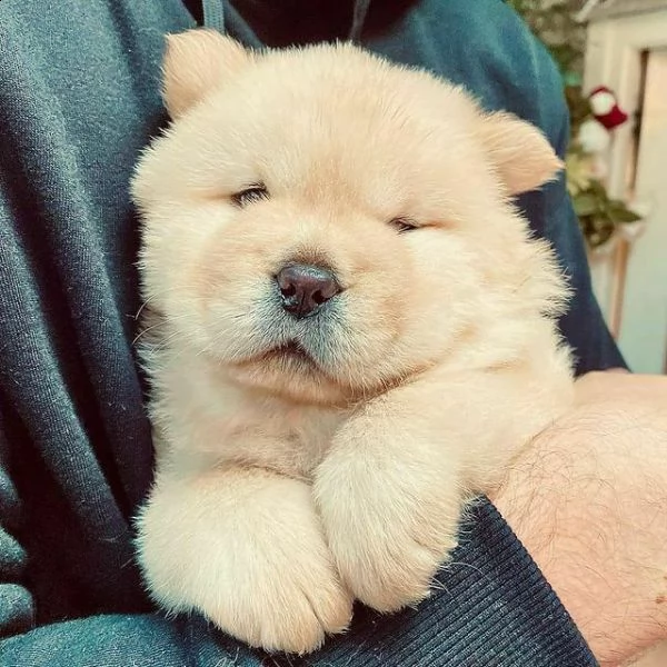 cuccioli di chow chow di 70 giorni 