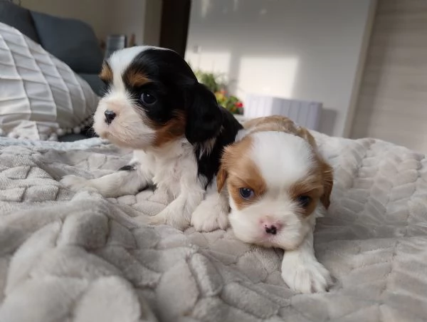 Cavalier king con pedigree enci | Foto 6