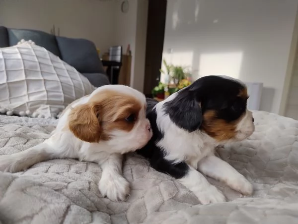 Cavalier king con pedigree enci | Foto 5