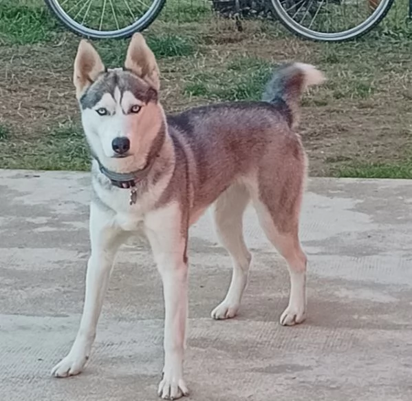 Siberian husky