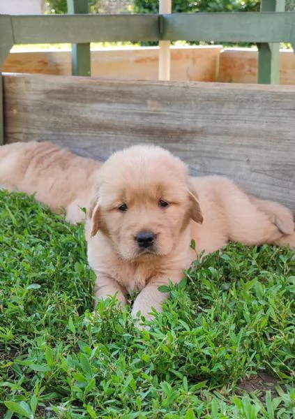 Golden retriever americani con pedigree 