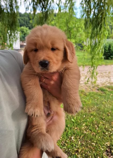 Golden retriever americani con pedigree  | Foto 3