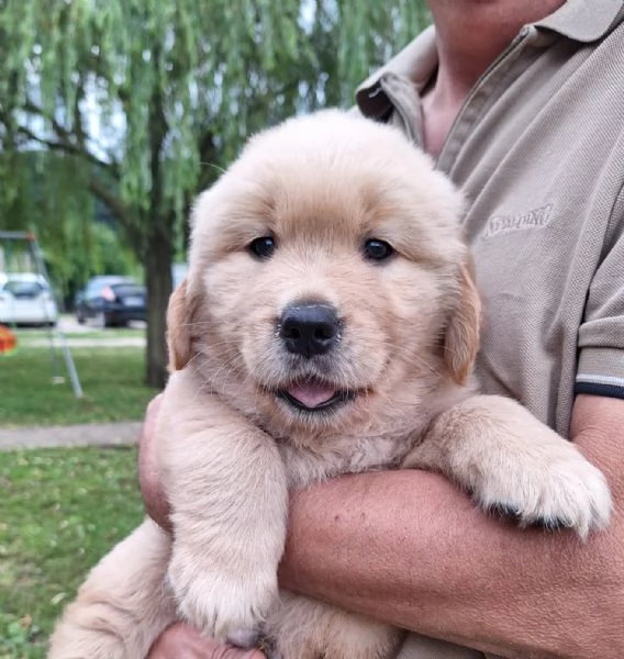 Golden retriever americani con pedigree  | Foto 2