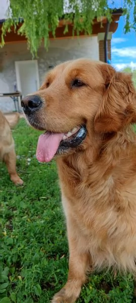 Golden retriever americani con pedigree  | Foto 1