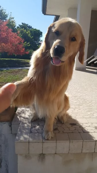 Golden retriever americani con pedigree  | Foto 0