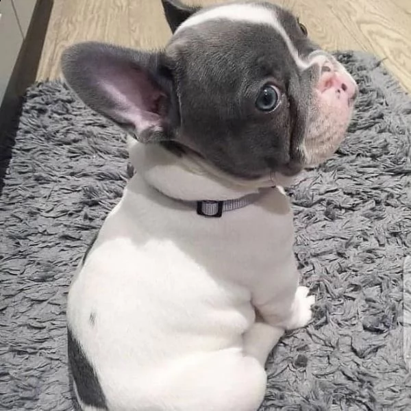 bellissimi cuccioli di bulldog francese