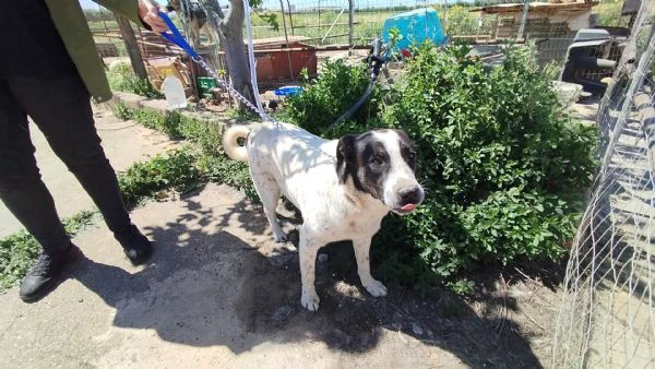 speedy un cane equilibrato e tranquillo cerca casa | Foto 6