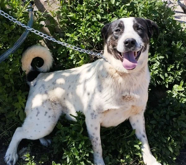 speedy un cane equilibrato e tranquillo cerca casa | Foto 4