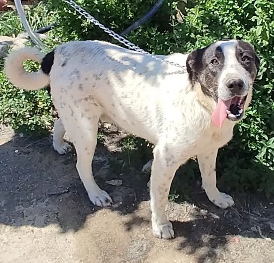 speedy un cane equilibrato e tranquillo cerca casa | Foto 3