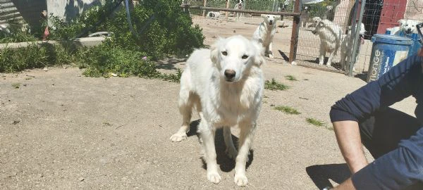 dolcissimi cuccioli cercan casa | Foto 4