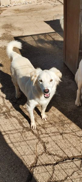 dolcissimi cuccioli cercan casa | Foto 0