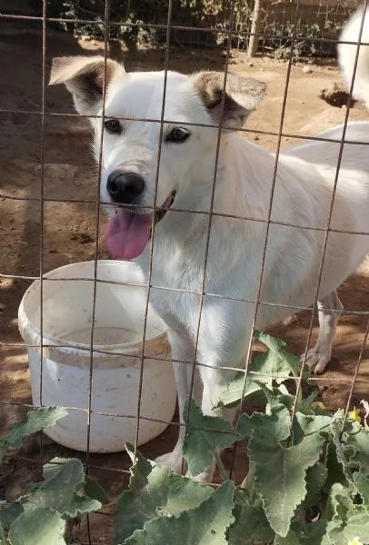 Roger un cane da salvare cerca casa | Foto 6