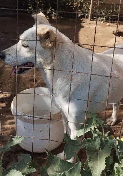 Roger un cane da salvare cerca casa | Foto 6