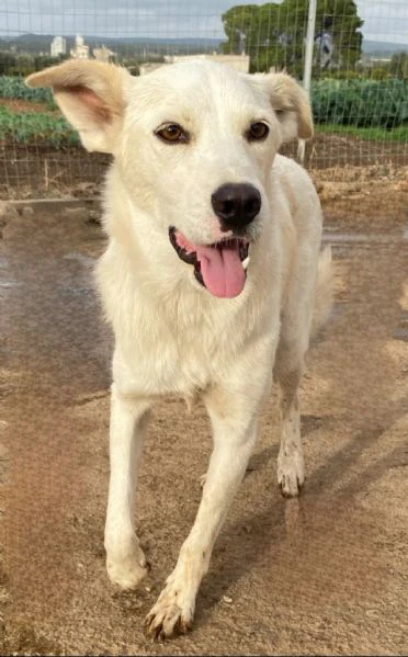 Roger un cane da salvare cerca casa | Foto 5