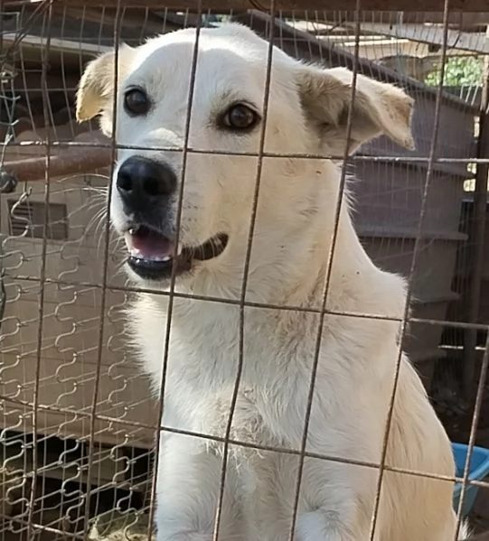 Roger un cane da salvare cerca casa