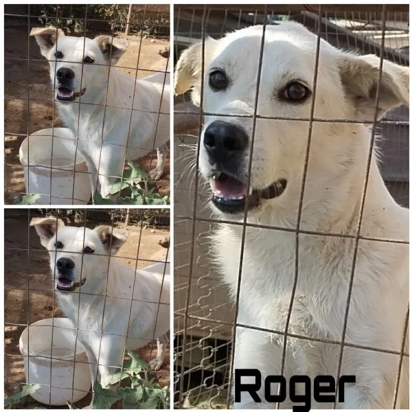 Roger un cane da salvare cerca casa | Foto 1