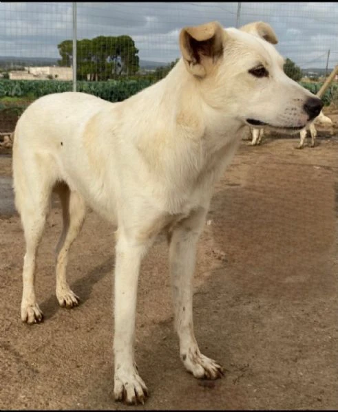 Un dolce cagnolone cerca casaAdottate | Foto 6