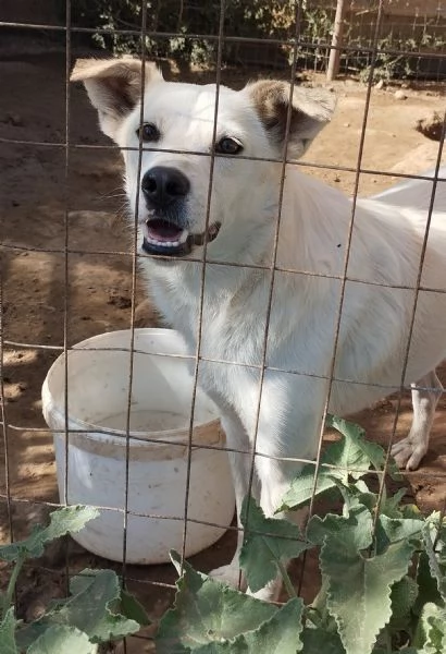 Un dolce cagnolone cerca casaAdottate | Foto 6