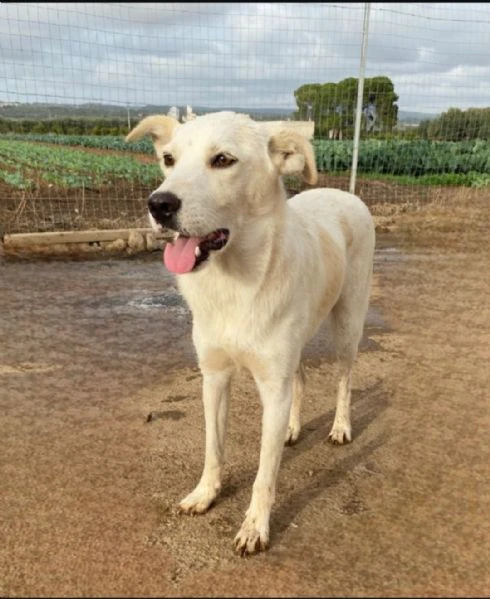 Un dolce cagnolone cerca casaAdottate | Foto 1