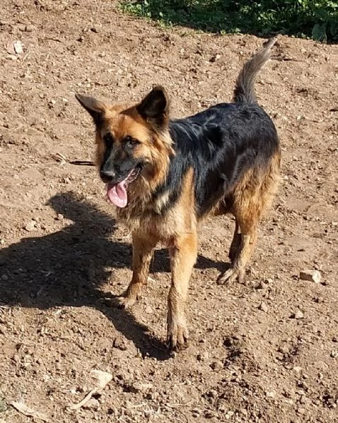 Una dolcissima cagnolina cerca urgentemente casa | Foto 6