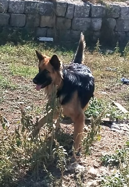 Una dolcissima cagnolina cerca urgentemente casa