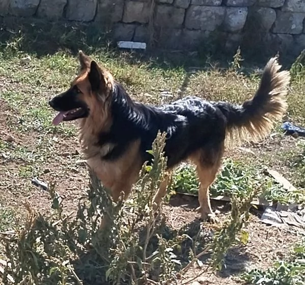 Una dolcissima cagnolina cerca urgentemente casa | Foto 3